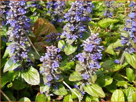 Ajuga reptans | Zenegroen | Kriechender G&uuml;nsel
