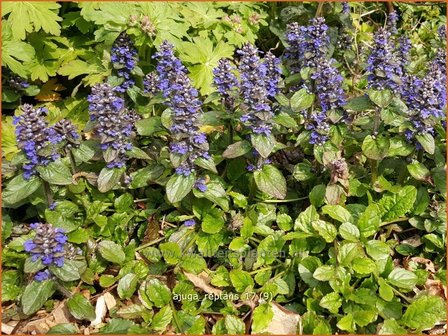Ajuga reptans | Zenegroen | Kriechender G&uuml;nsel