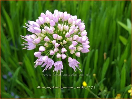 Allium angulosum 'Summer Beauty' | Kantlook, Look | Kanten-Lauch