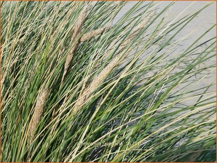 Ammophila arenaria | Helmgras (inlands), Helm | Gewöhnlicher Strandhafer