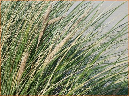 Ammophila arenaria | Helmgras (inlands), Helm | Gew&ouml;hnlicher Strandhafer