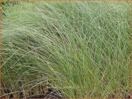 Ammophila arenaria | Helmgras (inlands), Helm | Gew&ouml;hnlicher Strandhafer