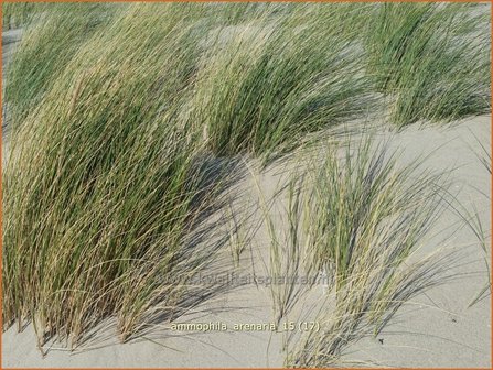 Ammophila arenaria | Helmgras (inlands), Helm | Gew&ouml;hnlicher Strandhafer