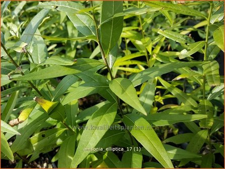 Amsonia elliptica | Blauwe ster, Stermaagdenpalm | R&ouml;hrenstern