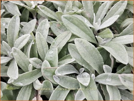 Anaphalis triplinervis 'Silver Wave' | Siberische edelweiss, Witte knoop | Himalaya-Perlk&ouml;rbchen