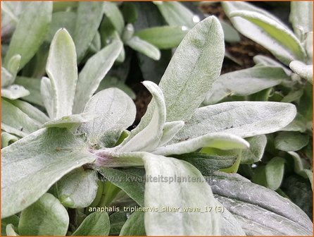 Anaphalis triplinervis 'Silver Wave' | Siberische edelweiss, Witte knoop | Himalaya-Perlk&ouml;rbchen