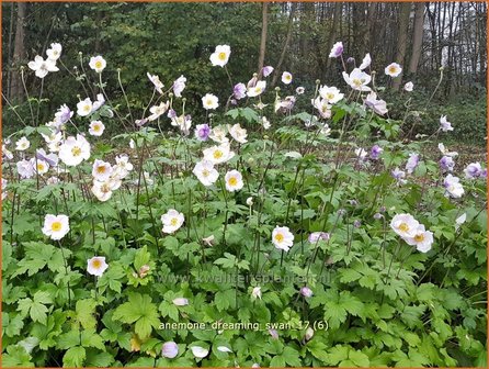 Anemone &#039;Dreaming Swan&#039; | Anemoon | Anemone