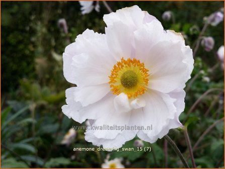 Anemone &#039;Dreaming Swan&#039; | Anemoon | Anemone