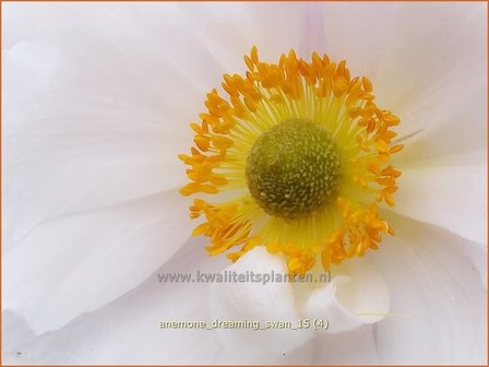 Anemone &#039;Dreaming Swan&#039; | Anemoon | Anemone