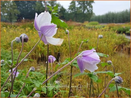 Anemone &#039;Dreaming Swan&#039; | Anemoon | Anemone