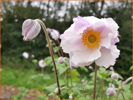 Anemone &#039;Dreaming Swan&#039; | Anemoon | Anemone