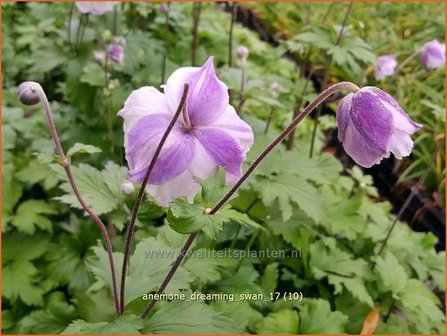 Anemone &#039;Dreaming Swan&#039; | Anemoon | Anemone