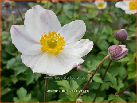 Anemone &#039;Elfin Swan&#039; | Anemoon | Anemone