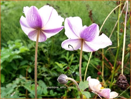 Anemone &#039;Elfin Swan&#039; | Anemoon | Anemone