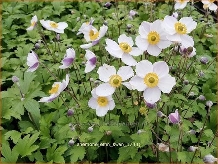 Anemone &#039;Elfin Swan&#039; | Anemoon | Anemone