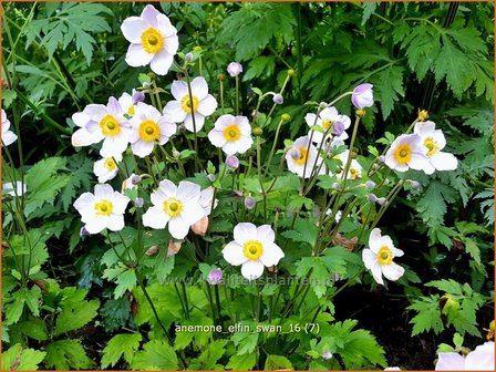 Anemone &#039;Elfin Swan&#039; | Anemoon | Anemone