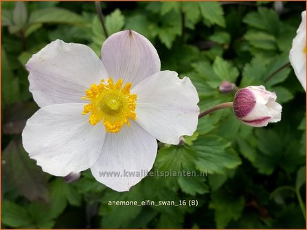 Anemone &#039;Elfin Swan&#039; | Anemoon | Anemone