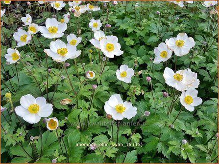 Anemone &#039;Elfin Swan&#039; | Anemoon | Anemone