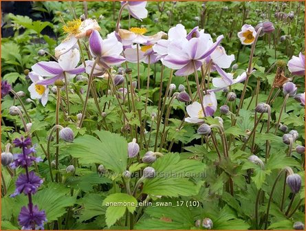 Anemone &#039;Elfin Swan&#039; | Anemoon | Anemone