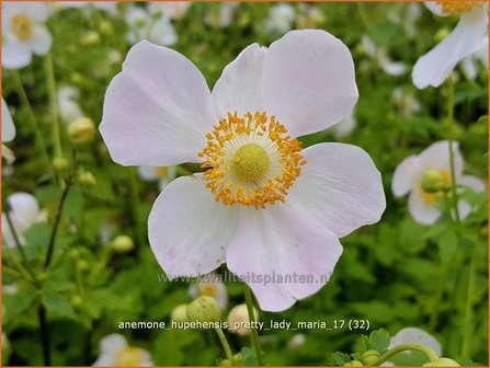 Anemone hupehensis &#039;Pretty Lady Maria&#039; | Herfstanemoon, Japanse anemoon, Anemoon | Herbstanemone