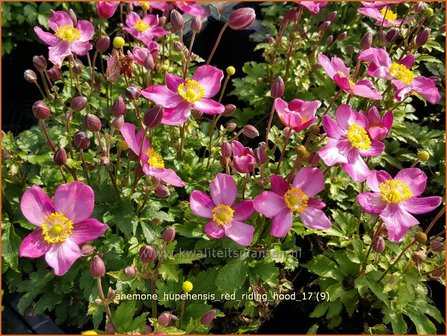 Anemone hupehensis &#039;Red Riding Hood&#039; | Herfstanemoon, Japanse anemoon, Anemoon | Herbstanemone