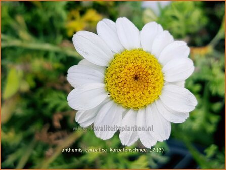 Anthemis carpatica &#039;Karpatenschnee&#039; | Kamille | Wei&szlig;e Kamille