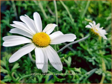 Anthemis carpatica &#039;Karpatenschnee&#039; | Kamille | Wei&szlig;e Kamille