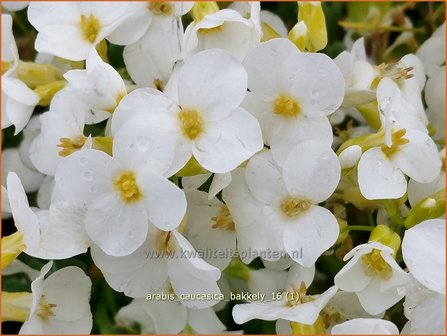 Arabis caucasica &#039;Bakkely&#039; | Randjesbloem, Rijstebrij | Kaukasische G&auml;nsekresse