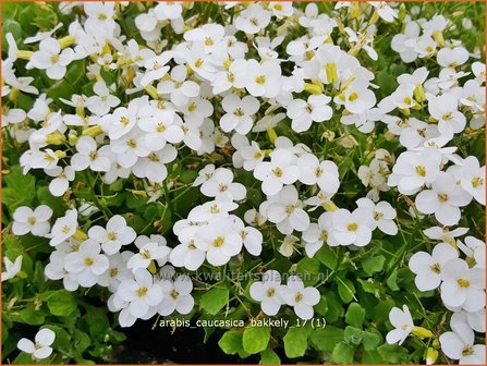 Arabis caucasica &#039;Bakkely&#039; | Randjesbloem, Rijstebrij | Kaukasische G&auml;nsekresse