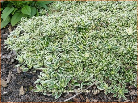 Arabis ferdinandi-coburgii &#039;Variegata&#039; | Randjesbloem | Mazedonische G&auml;nsekresse