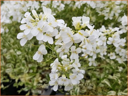 Arabis ferdinandi-coburgii &#039;Variegata&#039; | Randjesbloem | Mazedonische G&auml;nsekresse