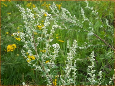 Artemisia vulgaris | Bijvoet, Alsem | Gew&ouml;hnlicher Beifu&szlig;