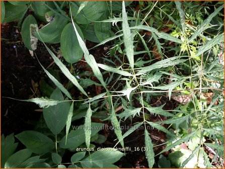 Aruncus dioicus &#039;Kneiffii&#039; | Geitenbaard | Hoher Wald-Gei&szlig;bart