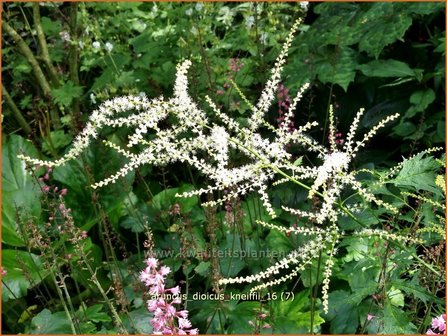 Aruncus dioicus &#039;Kneiffii&#039; | Geitenbaard | Hoher Wald-Gei&szlig;bart