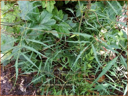 Aruncus dioicus &#039;Kneiffii&#039; | Geitenbaard | Hoher Wald-Gei&szlig;bart