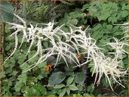 Aruncus dioicus &#039;Kneiffii&#039; | Geitenbaard | Hoher Wald-Gei&szlig;bart