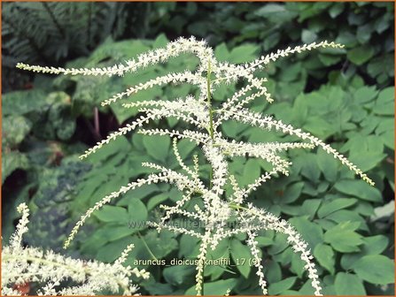 Aruncus dioicus &#039;Kneiffii&#039; | Geitenbaard | Hoher Wald-Gei&szlig;bart