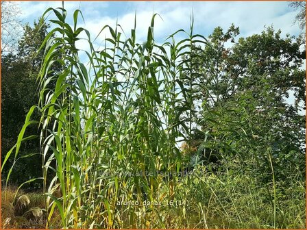 Arundo donax | Pijlriet, Reuzenriet | Pfahlrohr