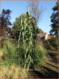 Arundo donax | Pijlriet, Reuzenriet | Pfahlrohr