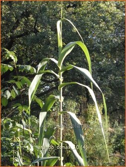 Arundo donax | Pijlriet, Reuzenriet | Pfahlrohr