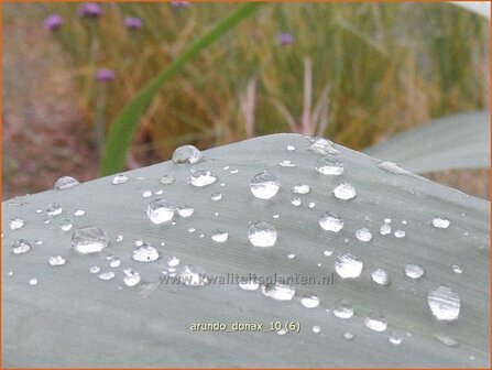 Arundo donax | Pijlriet, Reuzenriet | Pfahlrohr