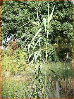 Arundo donax | Pijlriet, Reuzenriet | Pfahlrohr