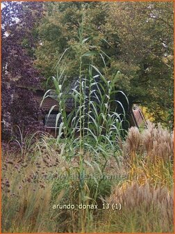 Arundo donax | Pijlriet, Reuzenriet | Pfahlrohr