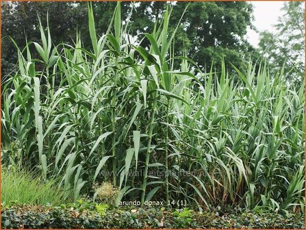 Arundo donax | Pijlriet, Reuzenriet | Pfahlrohr