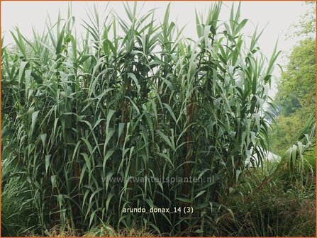 Arundo donax | Pijlriet, Reuzenriet | Pfahlrohr