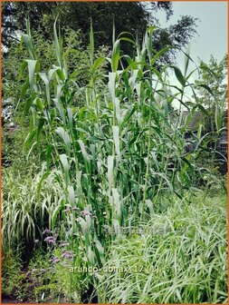 Arundo donax | Pijlriet, Reuzenriet | Pfahlrohr