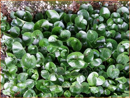 Asarum europaeum | Mansoor, Hazelwortel, Wilde gember | Gew&ouml;hnliche Haselwurz