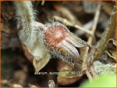 Asarum europaeum | Mansoor, Hazelwortel, Wilde gember | Gew&ouml;hnliche Haselwurz