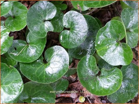 Asarum europaeum | Mansoor, Hazelwortel, Wilde gember | Gew&ouml;hnliche Haselwurz