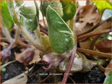 Asarum europaeum | Mansoor, Hazelwortel, Wilde gember | Gew&ouml;hnliche Haselwurz